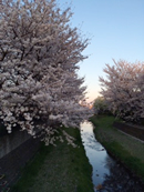 桜の夕景