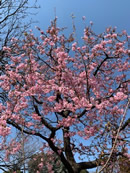 河津桜