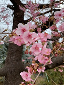 河津桜