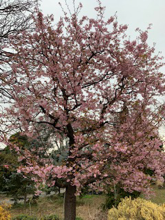 川津桜