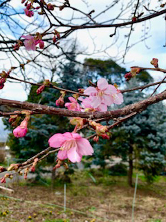 川津桜