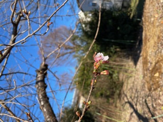 河津桜