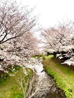 野川の桜