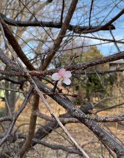 川津桜