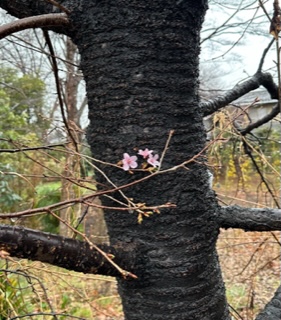 河津桜