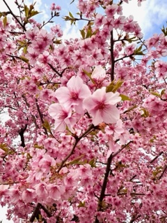 桜