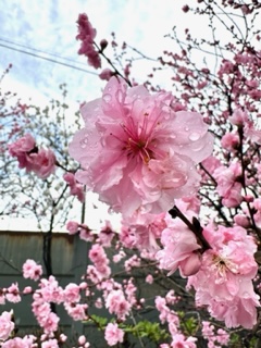 桜