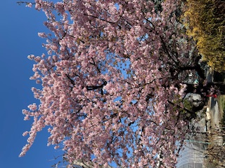 河津桜満開