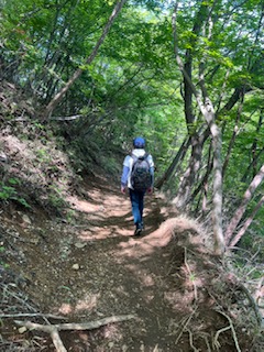 登りの木陰