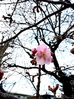 河津桜