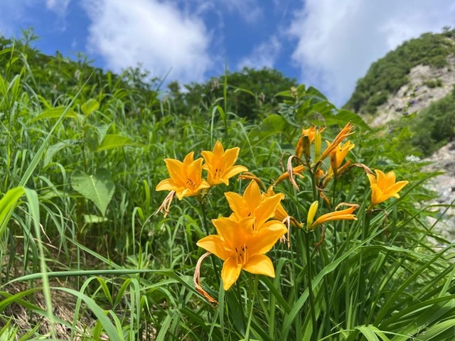 お花